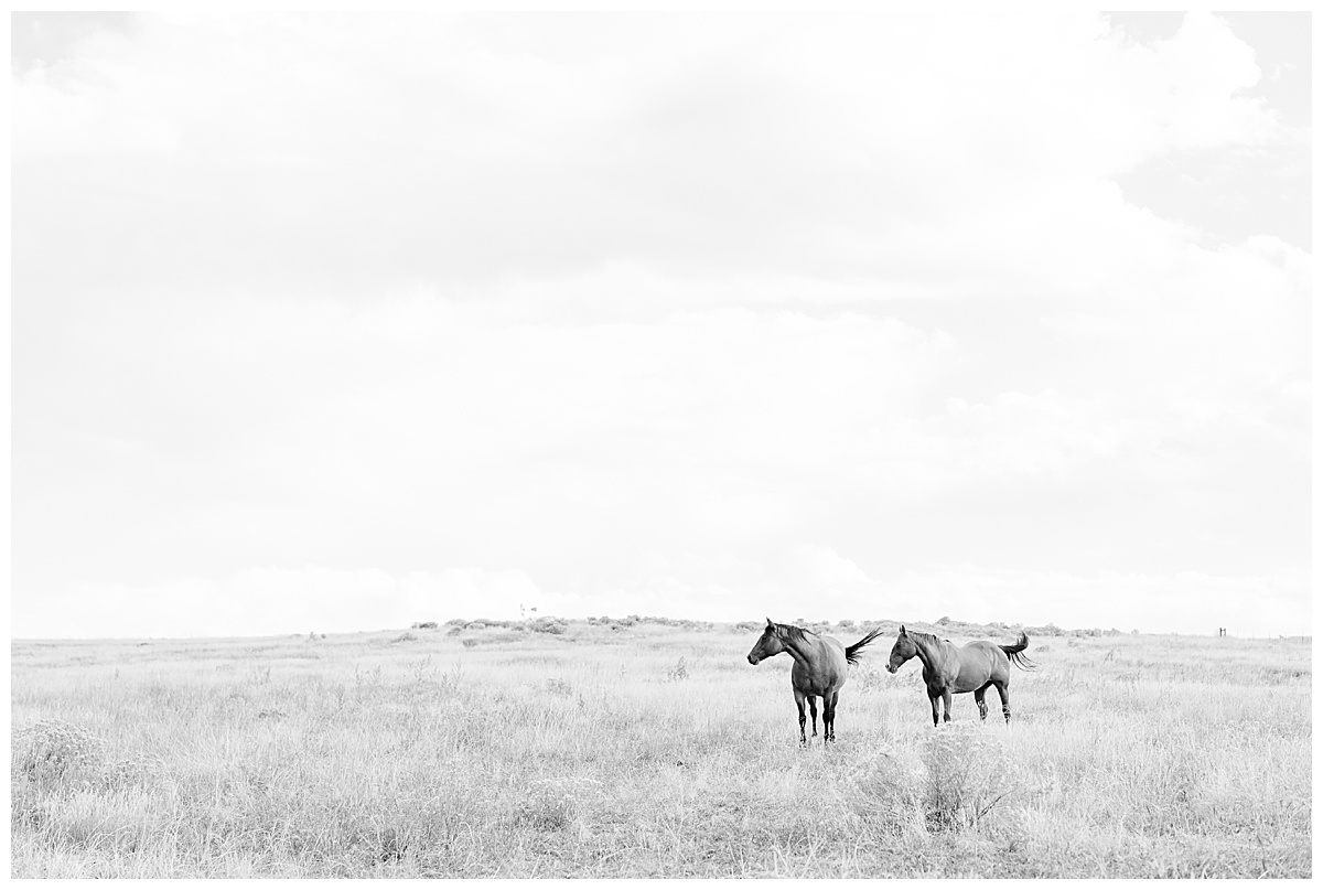 highlands rancho horses