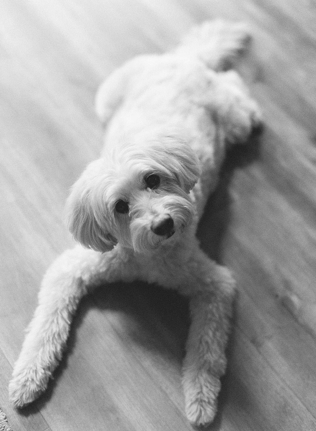 A small fluffy dog looks at the camera on black and white film
