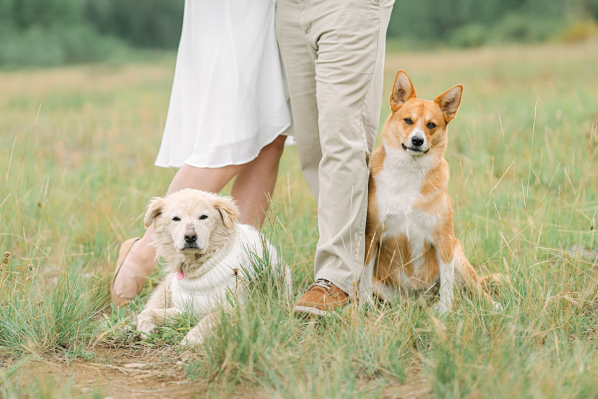 Cute dogs pose for aspen colorado engagement photos.